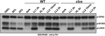 The Arabidopsis thylakoid chloride channel ClCe regulates ATP availability for light-harvesting complex II protein phosphorylation